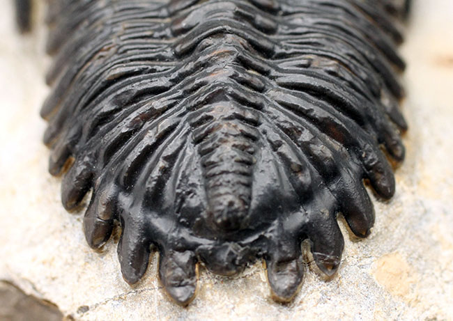 複眼の保存状態良好、三葉虫メタカンティナ（Metacanthina barrandei