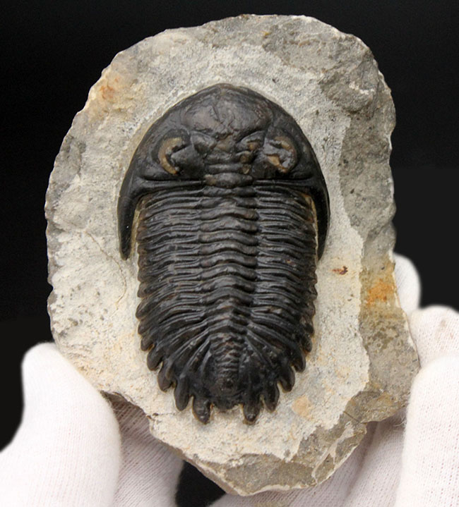 複眼の保存状態良好、三葉虫メタカンティナ(Metacanthina barrandei)。ファコプス目(その11)