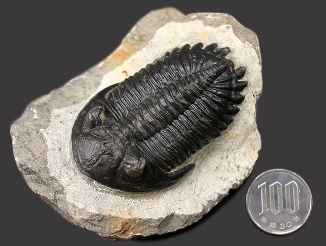 複眼の保存状態良好、三葉虫メタカンティナ(Metacanthina barrandei)。ファコプス目(その12)