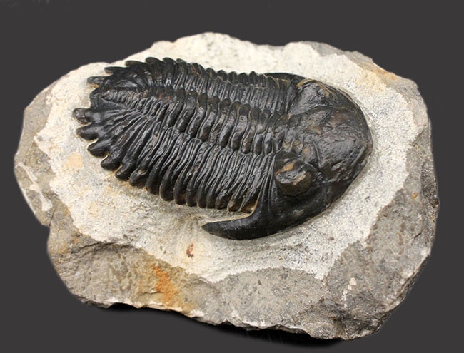複眼の保存状態良好、三葉虫メタカンティナ(Metacanthina barrandei)。ファコプス目(その2)