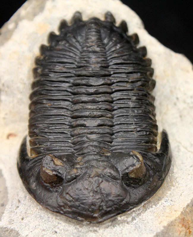 複眼の保存状態良好、三葉虫メタカンティナ（Metacanthina barrandei）。ファコプス目（その3）