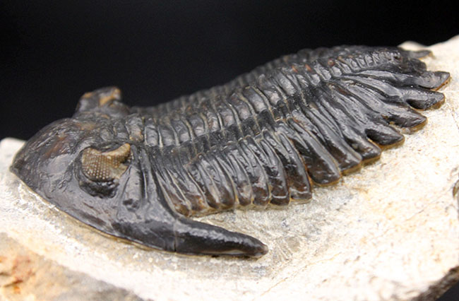 複眼の保存状態良好、三葉虫メタカンティナ(Metacanthina barrandei)。ファコプス目(その4)