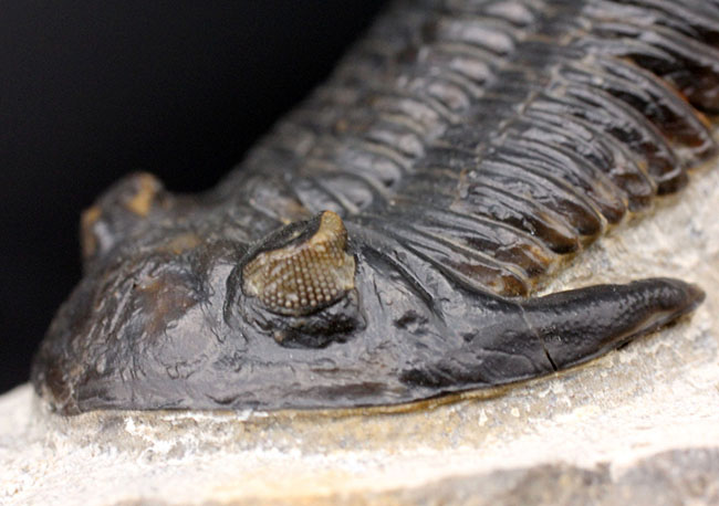 複眼の保存状態良好、三葉虫メタカンティナ(Metacanthina barrandei)。ファコプス目(その5)