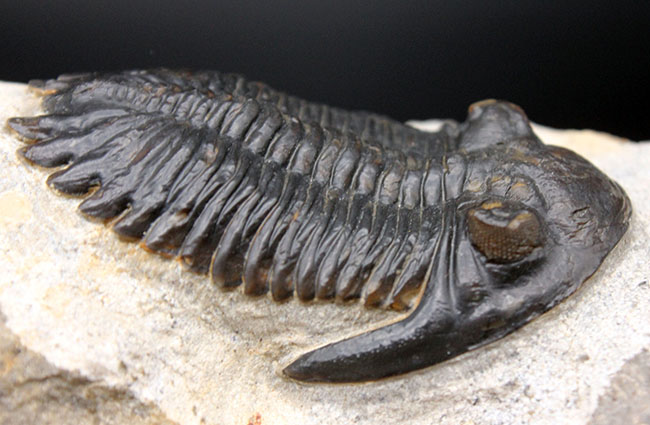 複眼の保存状態良好、三葉虫メタカンティナ(Metacanthina barrandei)。ファコプス目(その6)