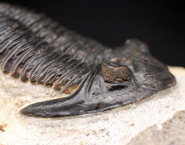 複眼の保存状態良好、三葉虫メタカンティナ(Metacanthina barrandei)。ファコプス目(その7)