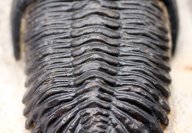 超美麗！ メタカンティナ  三葉虫 希少  最高級 超美麗！ メタカンティナ 三葉虫 希少 最高級 超美麗！ メタカンティナ