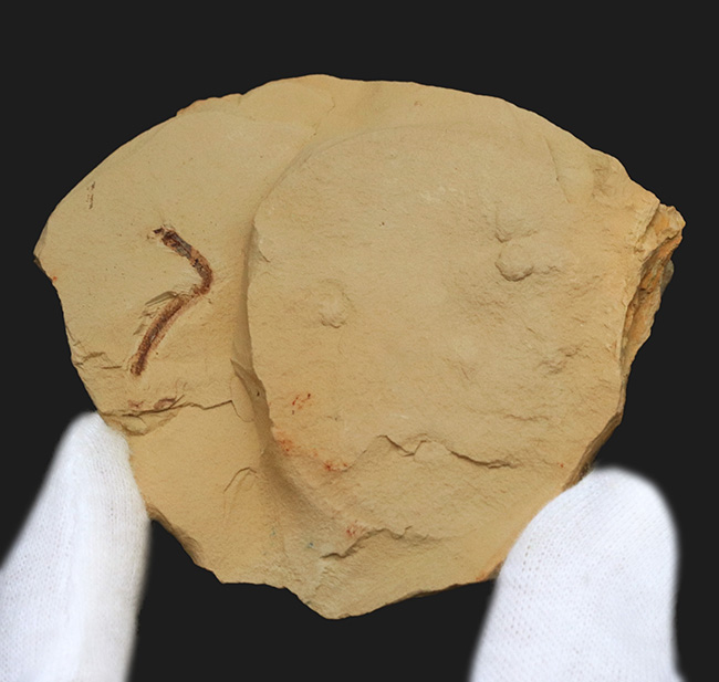 希少！謎多きカンブリアモンスターの一つ、クリココスミア・インニンゲンシス（Cricocosmia jinningensis）の化石（その2）