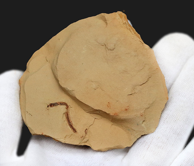 希少!謎多きカンブリアモンスターの一つ、クリココスミア・インニンゲンシス(Cricocosmia jinningensis)の化石(その3)