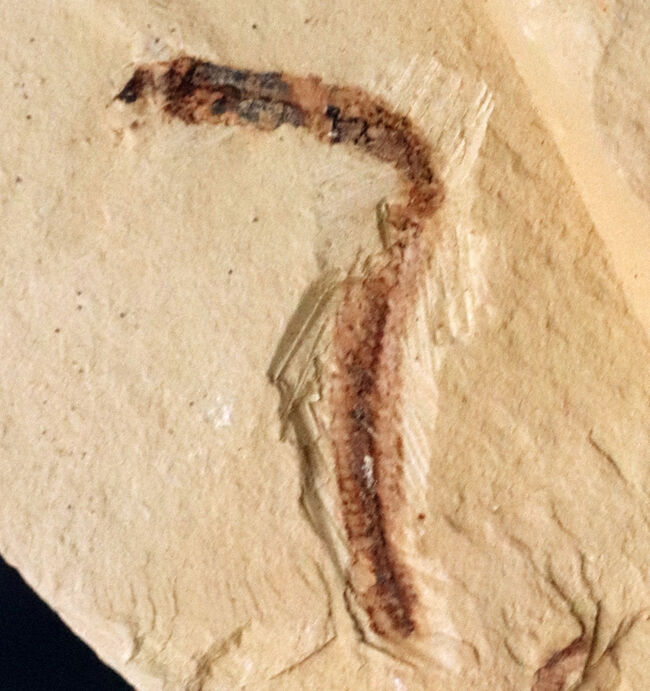 希少!謎多きカンブリアモンスターの一つ、クリココスミア・インニンゲンシス(Cricocosmia jinningensis)の化石(その4)