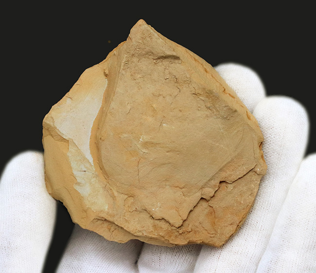 希少!謎多きカンブリアモンスターの一つ、クリココスミア・インニンゲンシス(Cricocosmia jinningensis)の化石(その5)
