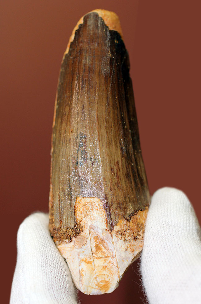 周長80ミリ超えの太くて重いスピノサウルスの歯化石(Spinosaurus)。縦溝深い!(その1)
