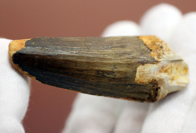 周長80ミリ超えの太くて重いスピノサウルスの歯化石(Spinosaurus)。縦溝深い!(その10)