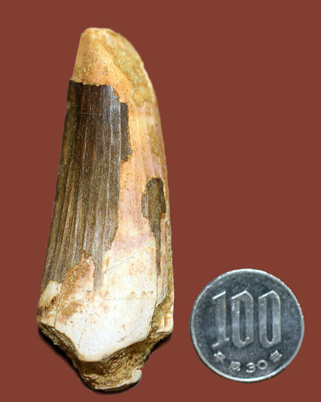 周長80ミリ超えの太くて重いスピノサウルスの歯化石(Spinosaurus)。縦溝深い!(その11)