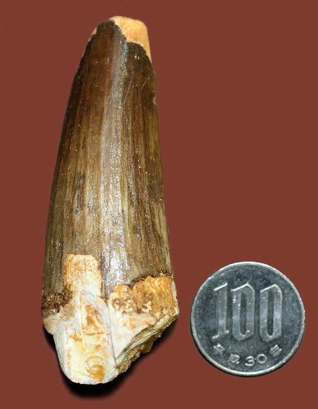 周長80ミリ超えの太くて重いスピノサウルスの歯化石(Spinosaurus)。縦溝深い!(その12)
