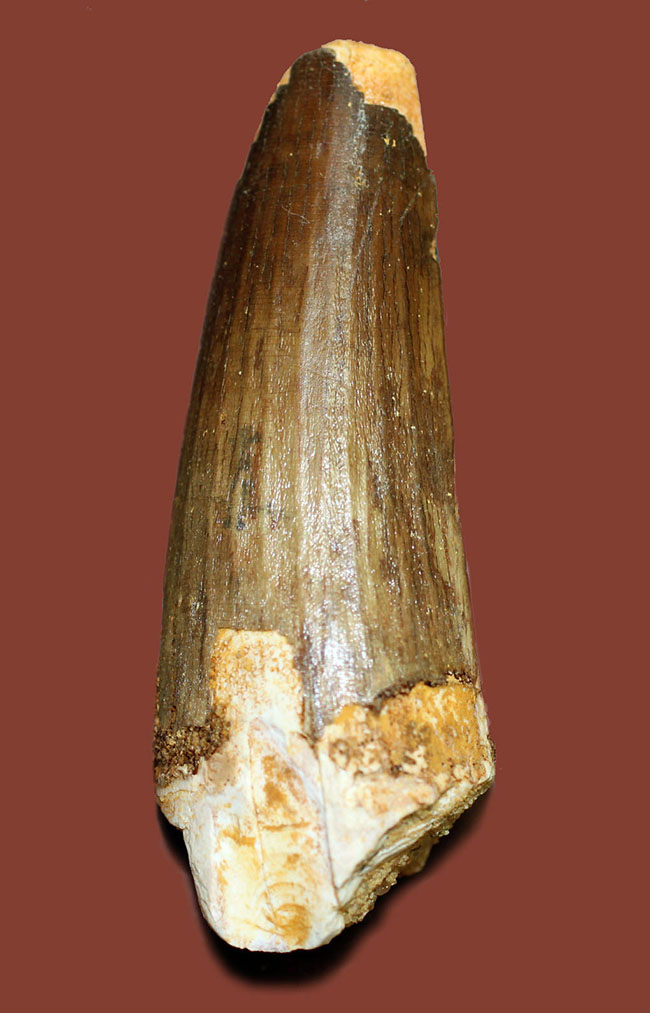 周長80ミリ超えの太くて重いスピノサウルスの歯化石(Spinosaurus)。縦溝深い!(その3)