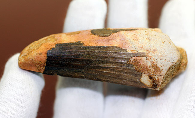 周長80ミリ超えの太くて重いスピノサウルスの歯化石(Spinosaurus)。縦溝深い!(その6)