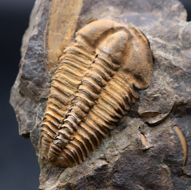 隠れた三葉虫の産出国、チェコ共和国産カンブリア紀中期の三葉虫、コノコリフェ（Conocoryphe gerlinda）の上質化石（その1）