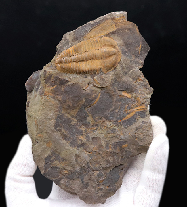 隠れた三葉虫の産出国、チェコ共和国産カンブリア紀中期の三葉虫、コノコリフェ（Conocoryphe gerlinda）の上質化石（その3）