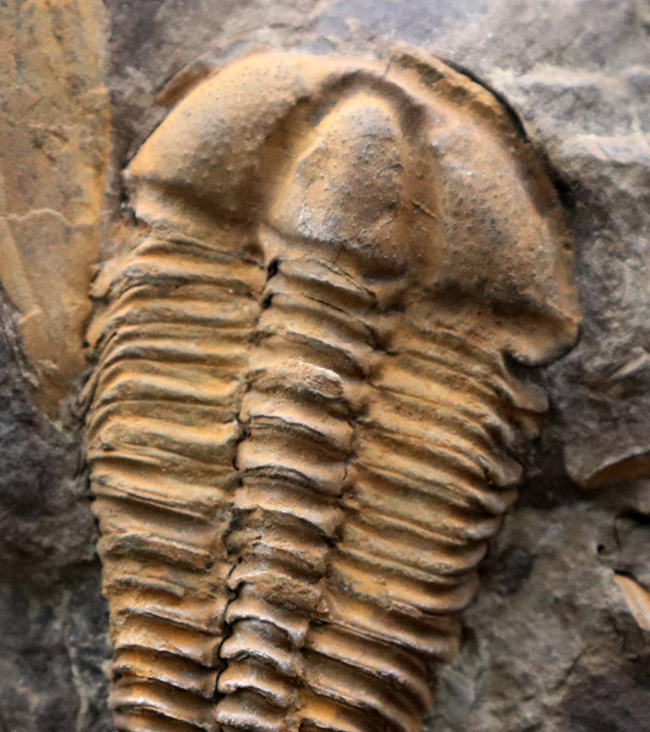 隠れた三葉虫の産出国、チェコ共和国産カンブリア紀中期の三葉虫、コノコリフェ（Conocoryphe gerlinda）の上質化石（その4）