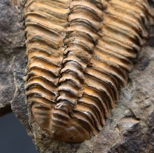 隠れた三葉虫の産出国、チェコ共和国産カンブリア紀中期の三葉虫、コノコリフェ（Conocoryphe gerlinda）の上質化石（その5）