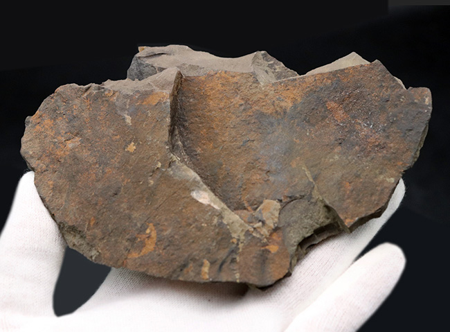 隠れた三葉虫の産出国、チェコ共和国産カンブリア紀中期の三葉虫、コノコリフェ（Conocoryphe gerlinda）の上質化石（その6）
