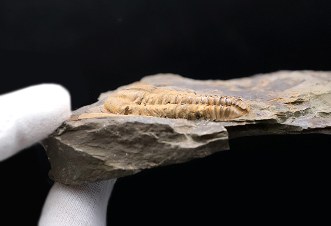 隠れた三葉虫の産出国、チェコ共和国産カンブリア紀中期の三葉虫、コノコリフェ（Conocoryphe gerlinda）の上質化石（その7）