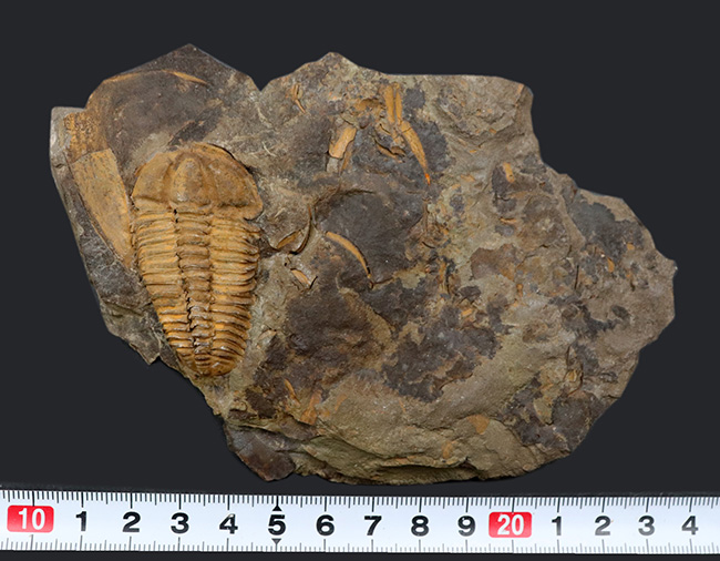 隠れた三葉虫の産出国、チェコ共和国産カンブリア紀中期の三葉虫、コノコリフェ（Conocoryphe gerlinda）の上質化石（その8）