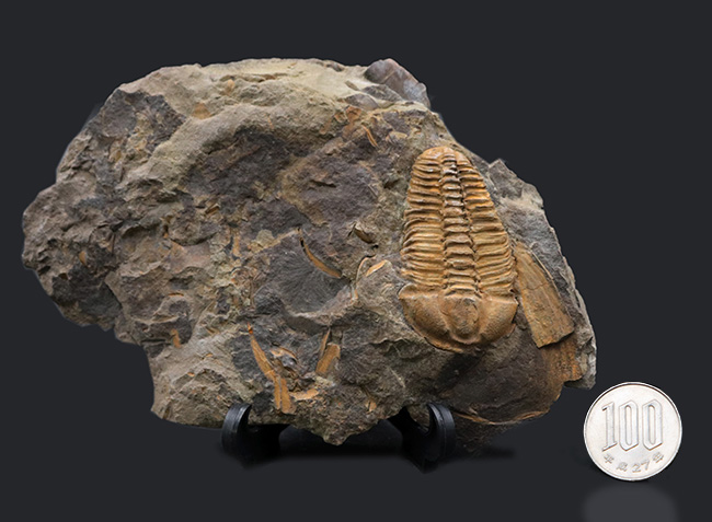 隠れた三葉虫の産出国、チェコ共和国産カンブリア紀中期の三葉虫