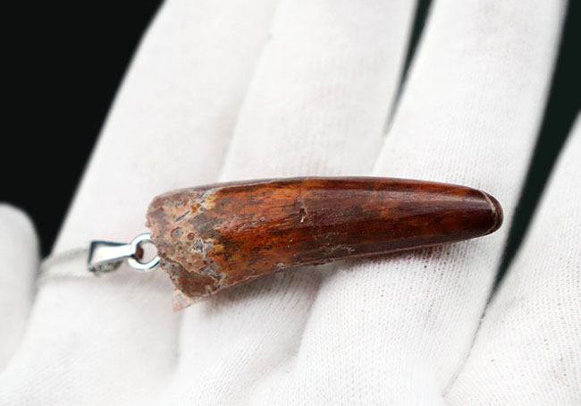 恐竜の歯化石」を身に着けろ！スピノサウルス（Spinosaurus）の歯化石