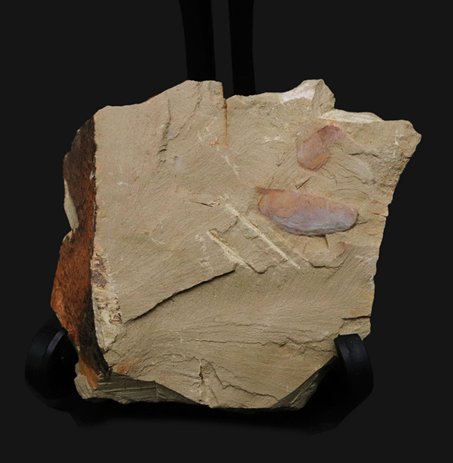 ベリーレア!チェンジャン動物群で発見されたカンブリアモンスターの一つ、イソキシス(Isoxys curvirostratus)の上質化石(その1)