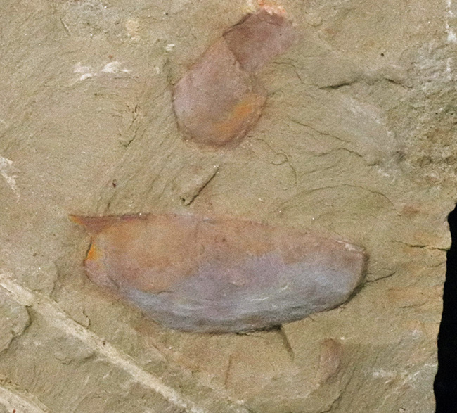 ベリーレア!チェンジャン動物群で発見されたカンブリアモンスターの一つ、イソキシス(Isoxys curvirostratus)の上質化石(その2)