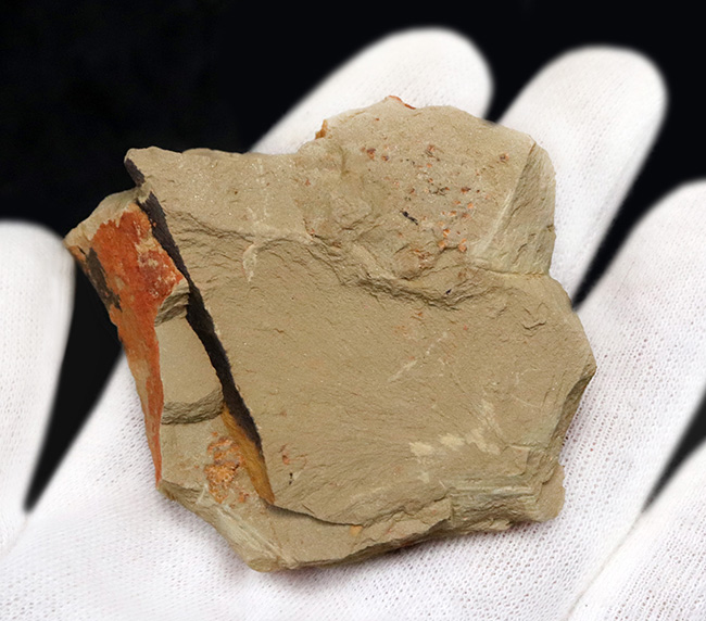 ベリーレア!チェンジャン動物群で発見されたカンブリアモンスターの一つ、イソキシス(Isoxys curvirostratus)の上質化石(その5)