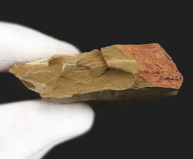 ベリーレア！チェンジャン動物群で発見されたカンブリアモンスターの一