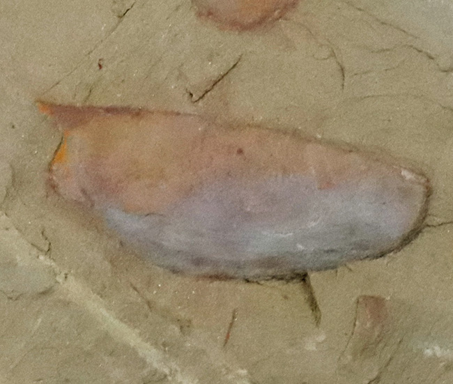 ベリーレア!チェンジャン動物群で発見されたカンブリアモンスターの一つ、イソキシス(Isoxys curvirostratus)の上質化石(その7)