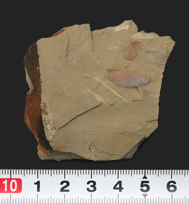 ベリーレア!チェンジャン動物群で発見されたカンブリアモンスターの一つ、イソキシス(Isoxys curvirostratus)の上質化石(その8)