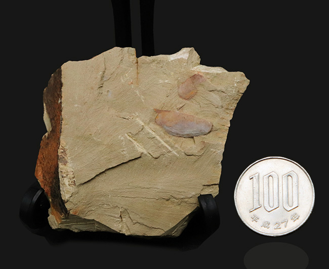 ベリーレア！チェンジャン動物群で発見されたカンブリアモンスターの一