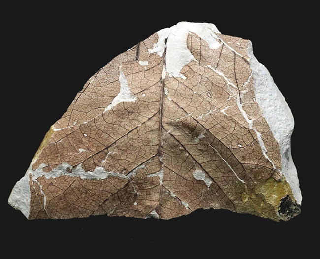 国産化石マニアックシリーズ！神戸産カバノキ科ハンノキ属（Alnus）の葉っぱ化石（その1）