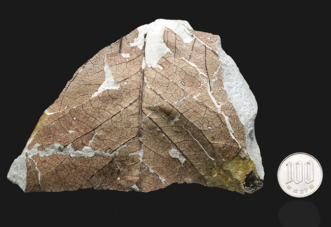 国産化石マニアックシリーズ！神戸産カバノキ科ハンノキ属（Alnus）の葉っぱ化石（その10）