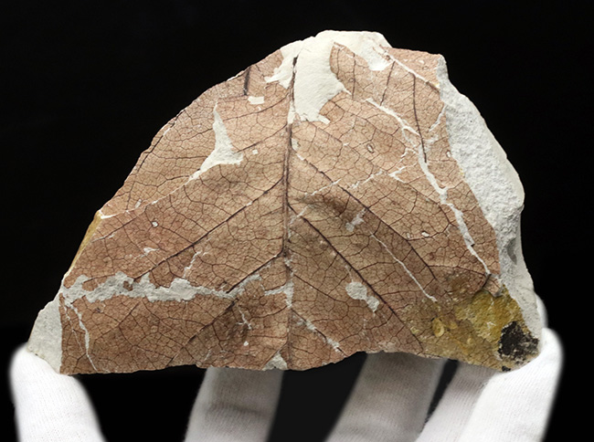国産化石マニアックシリーズ！神戸産カバノキ科ハンノキ属（Alnus）の葉っぱ化石（その2）
