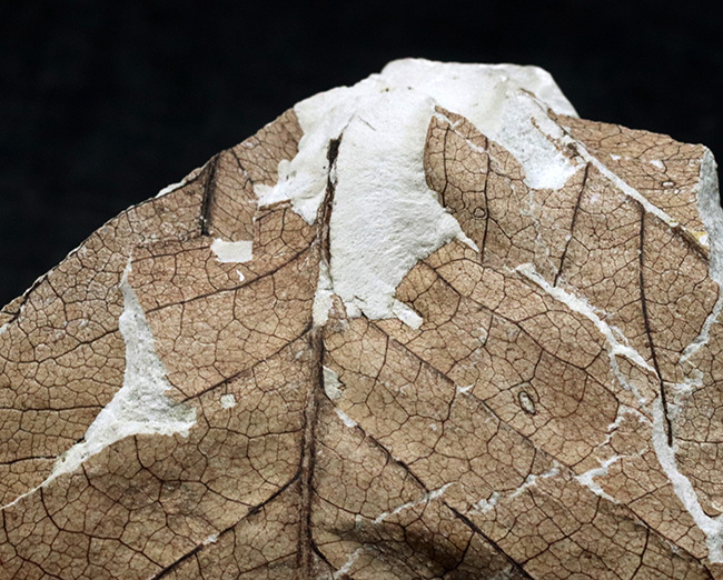 国産化石マニアックシリーズ！神戸産カバノキ科ハンノキ属（Alnus）の葉っぱ化石（その3）