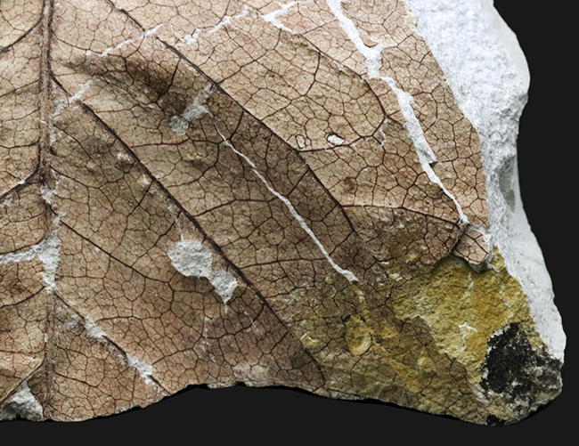 国産化石マニアックシリーズ！神戸産カバノキ科ハンノキ属（Alnus）の葉っぱ化石（その5）