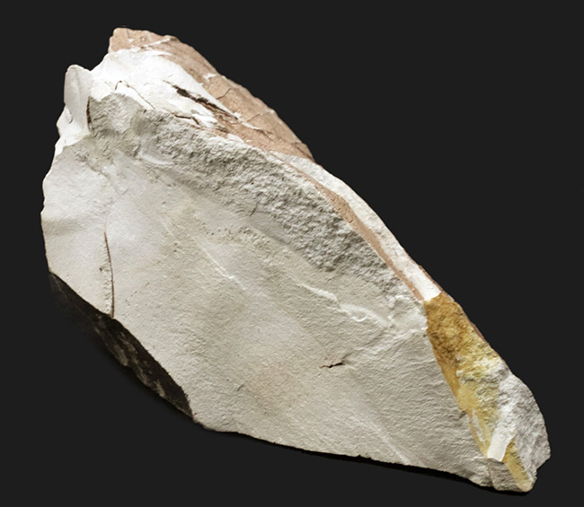 国産化石マニアックシリーズ！神戸産カバノキ科ハンノキ属（Alnus）の葉っぱ化石（その6）