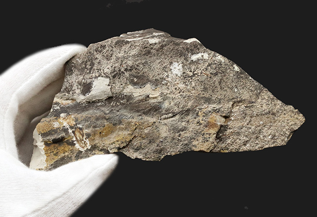 国産化石マニアックシリーズ！神戸産カバノキ科ハンノキ属（Alnus）の葉っぱ化石（その8）