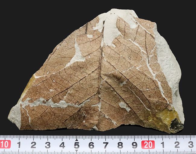 国産化石マニアックシリーズ！神戸産カバノキ科ハンノキ属（Alnus）の葉っぱ化石（その9）