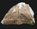 国産化石マニアックシリーズ！神戸産カバノキ科ハンノキ属（Alnus）の葉っぱ化石