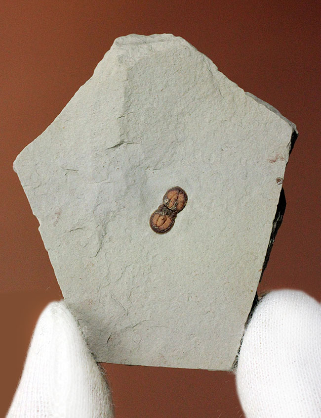 カンブリア紀の三葉虫アグノスタス目の属種(Ptychagnostus cuyanus)の上質化石(その1)