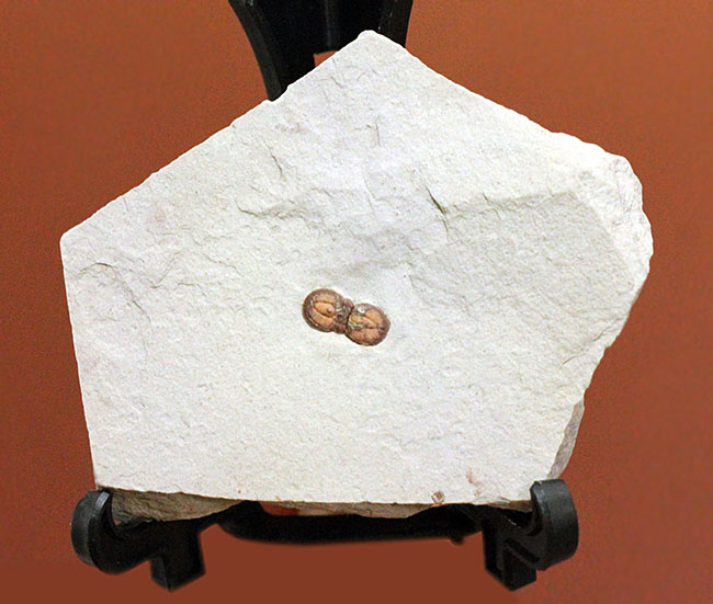 カンブリア紀の三葉虫アグノスタス目の属種(Ptychagnostus cuyanus)の上質化石(その3)