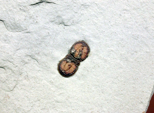 カンブリア紀の三葉虫アグノスタス目の属種（Ptychagnostus cuyanus）の上質化石（その4）