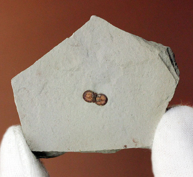 カンブリア紀の三葉虫アグノスタス目の属種（Ptychagnostus cuyanus）の上質化石（その5）