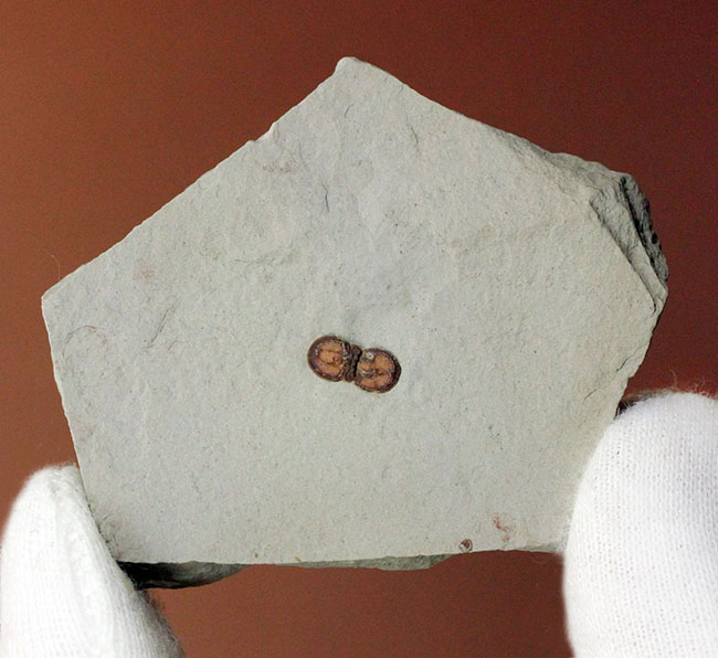 カンブリア紀の三葉虫アグノスタス目の属種(Ptychagnostus cuyanus)の上質化石(その5)